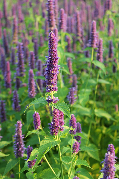 Agastache pour abeille